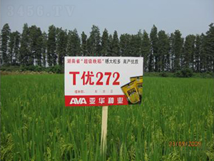T優(yōu)272-雜交晚稻-亞華種業(yè)