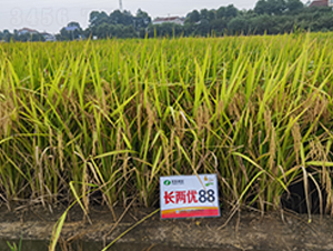 L(zhng)Ƀ(yu)88-ˮN-S(l)NI(y)