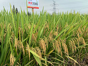 Ƀ(yu)3386-ˮN-S(l)NI(y)