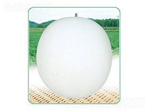 白玉3號(hào)-甜瓜種子-安泰達(dá)