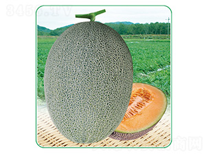 安泰蜜25-甜瓜種子-安泰達(dá)