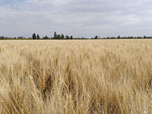 ´43̖(ho)-СN-ʥ̷NI(y)