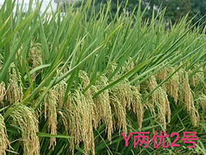 YɃ(yu)2̖(ho)-ˮN-ԬZ