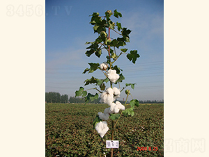 s3̖(ho)-޻N-Ar(nng)