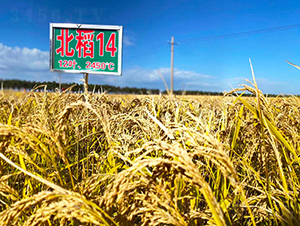 14̖(ho)-ˮN-ϷNI(y)