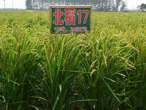 17̖(ho)-ˮN-ϷNI(y)