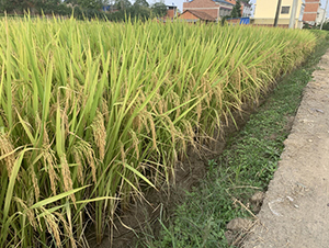 r(nng)(yu)446-pһ(j)(yu)|(zh)-һNI(y)