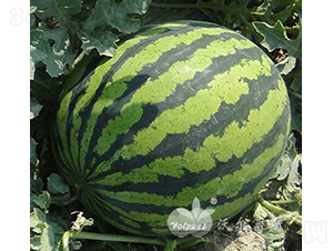 808F1߮aƤϣ-ϷN-֠˹