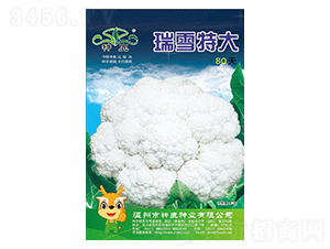 ѩش80-Ҭ˷N-¹NI(y)