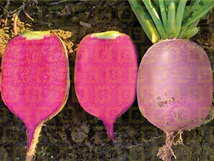 Ƥˮ}-¸R203-}N-¸߷NI(y)