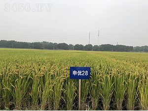 ꃞ(yu)28-ˮN-r(nng)ƷN