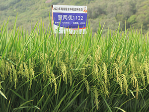 ۃɃ(yu)1122-ˮN-𽡷NI(y)